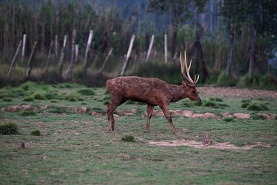 Herní krajina Pecka