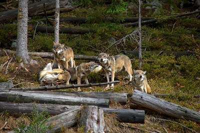 Wolfsgehege