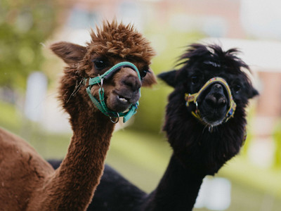 Procházky se Zorkou a Horkou