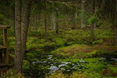 5822-Smradoch_shutterstock_2214875107