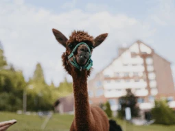 bed3e85f-ea60-4ba2-b3b8-b008252bd7da bed3e85f-ea60-4ba2-b3b8-b008252bd7da