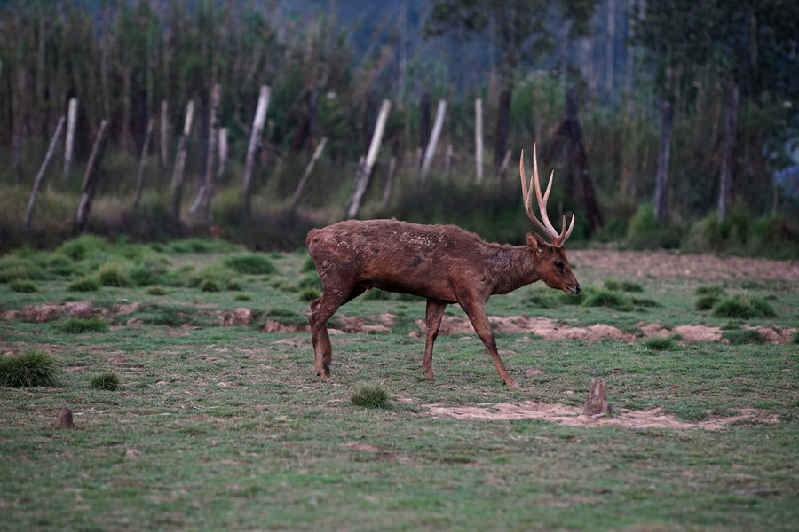 Herní krajina Pecka