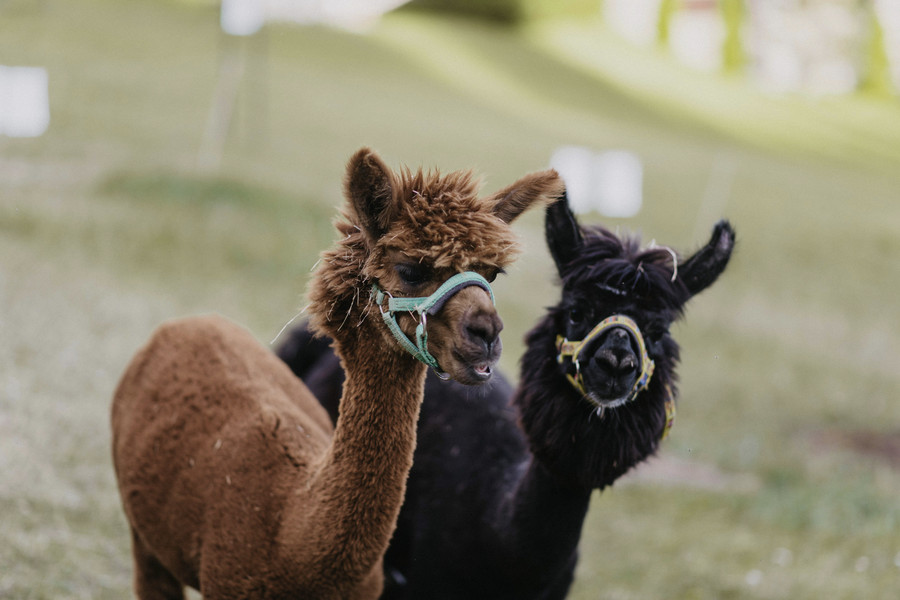 Wandern mit Lamas