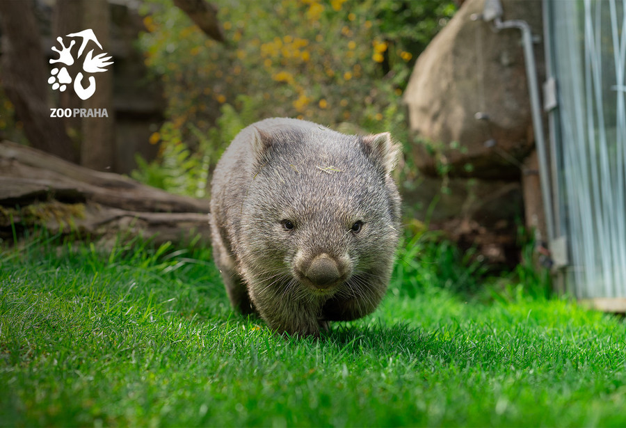 5746-Zvi╠ür╠îe 1