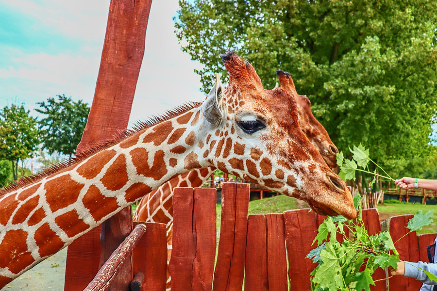 Safari Park Dvůr Králové nad Labem