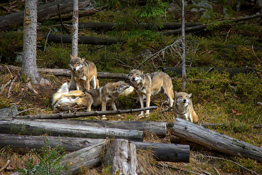 Wolfsgehege