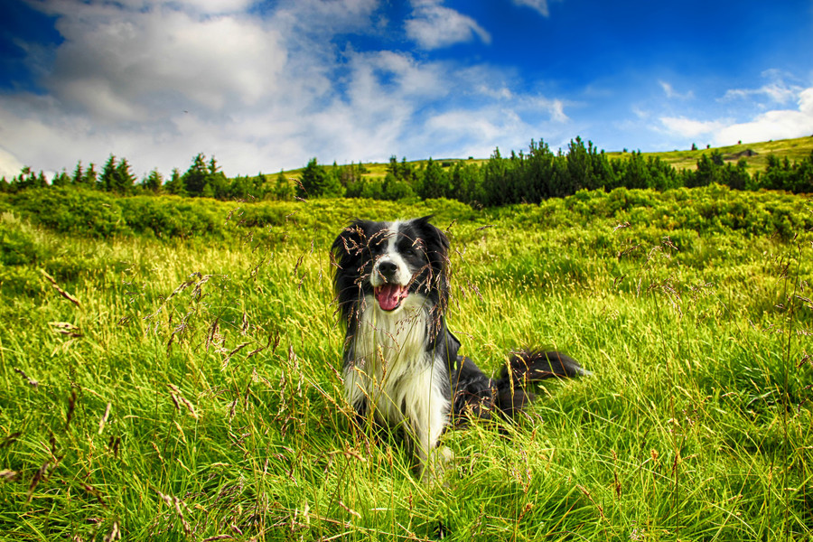Mechová pěšinka – Pohádková cesta krkonošskou flórou
