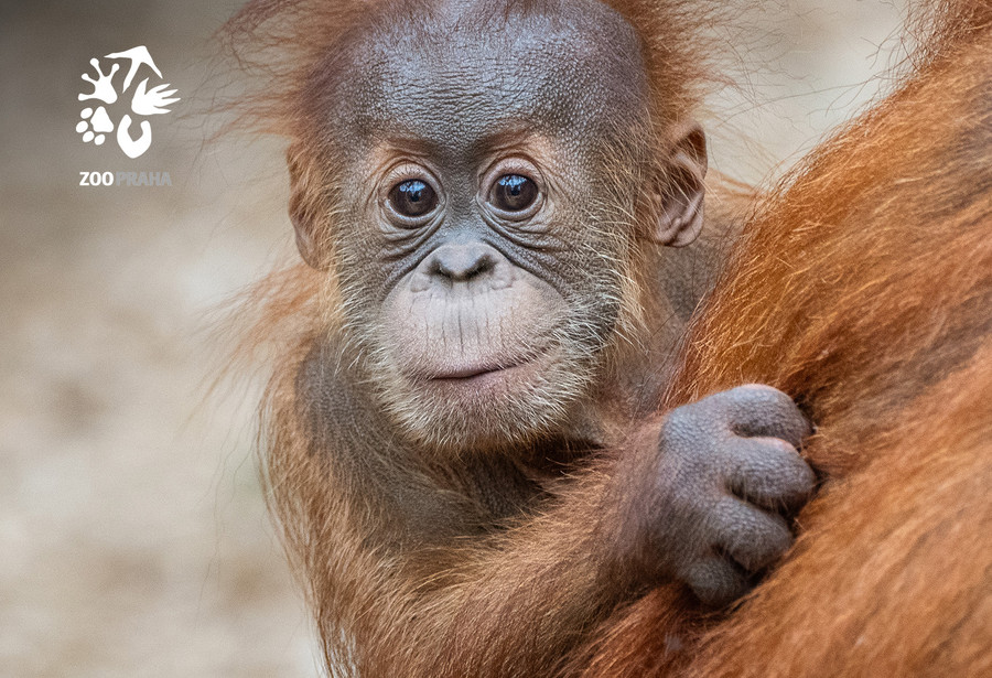Zoo_Orangutan